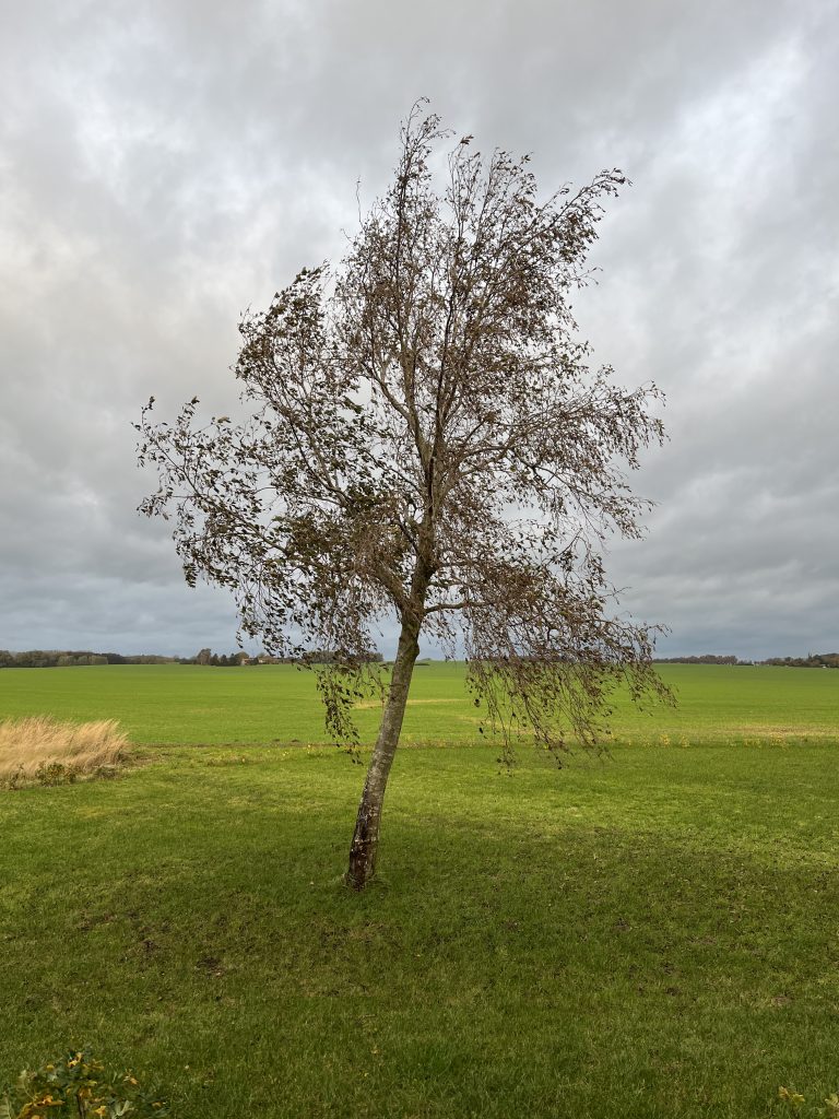 windschiefer Baum im Sturm