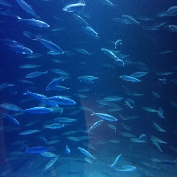 Fische im Ozeaneum
