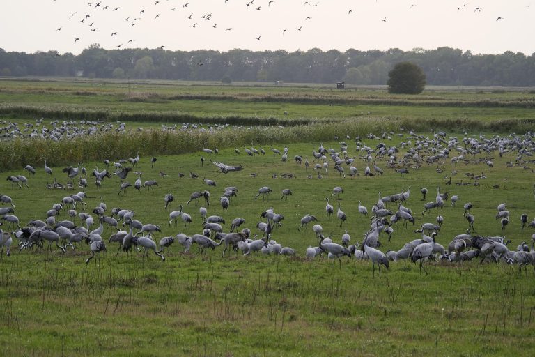 Kraniche auf Rügen