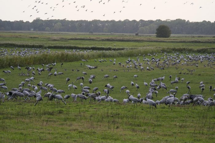 Kraniche auf Rügen